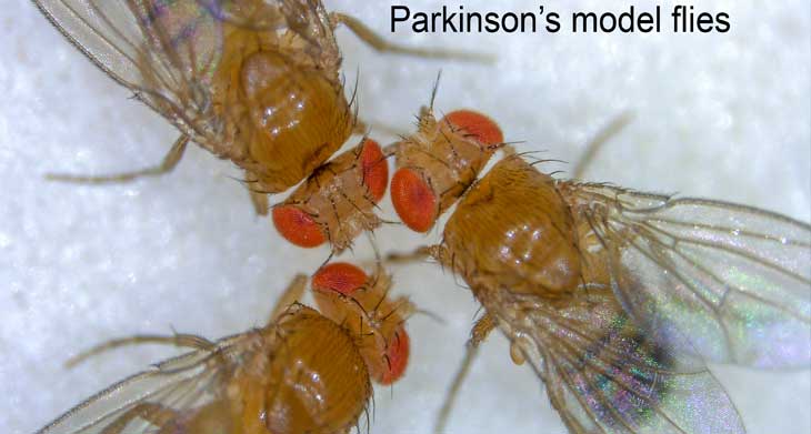 genética para mal de parkinson