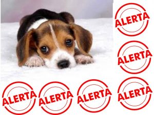 alerta