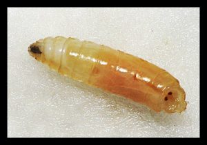 larva