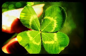 trevo de quatro folhas