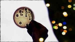 microbiologia Elizabethkingia anophelis