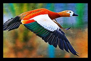 pássaros ganharam asas