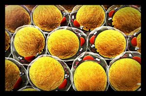 tratamento contra obesidade