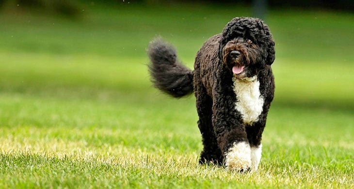 hipertensão pulmonar