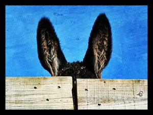 países mais ignorantes