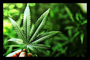 legalização da maconha