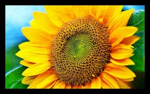 sequência fibonacci