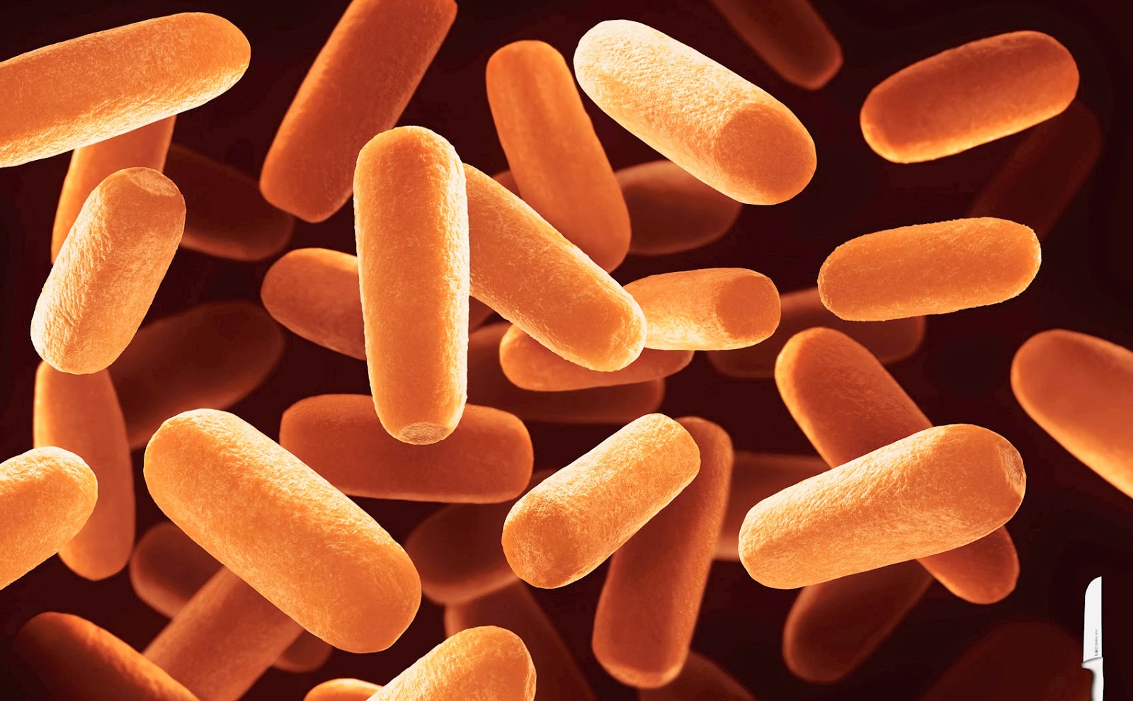 Bactérias podem ser arma no combate à obesidade