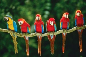 Pássaros intrigantes