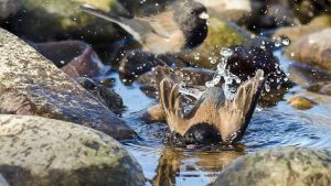 notícia interessante é notícia alternativa