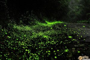 parque dos vaga-lumes