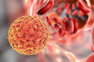 Zika pode infectar cérebro adulto