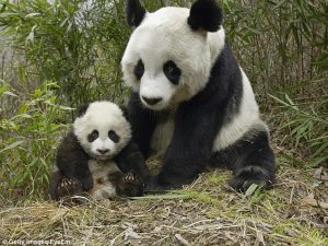 pandas em extinção