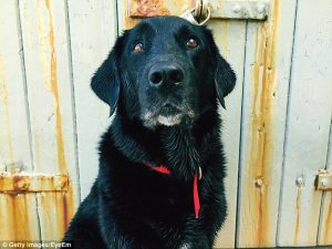 demência em animais