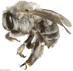 nova espécie de abelha