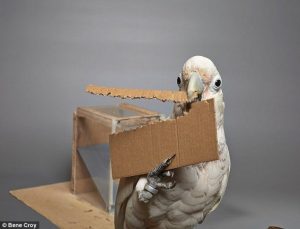 papagaio usando ferramentas