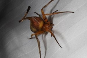 nova espécie de aranha