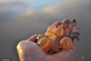 criaturas gelatinosas