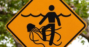 animal-que-mais-mata