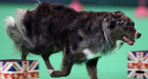 cachorro-mais-inteligente