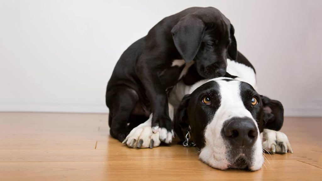 Pesquisa descobre porque cães grandes vivem menos.