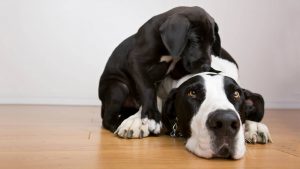 cães grandes vivem menos