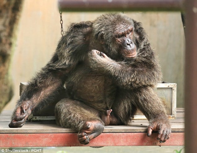 Entenda por que humanos possuem órgãos sexuais maiores que outros primatas
