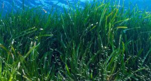 algas marinhas