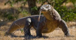 dragões de Komodo