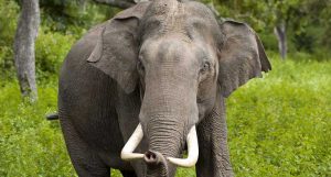 declínio de elefantes