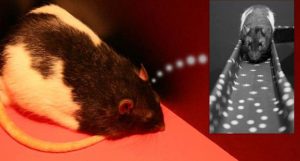 experiências horríveis