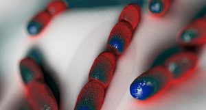 gravidas devem evitar