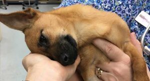 overdose de heroína