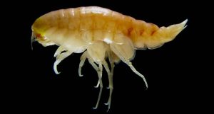 Altos níveis de poluição