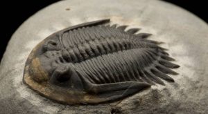trilobitas