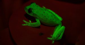 anfíbio bioluminescente