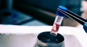 descongelar tecidos humanos