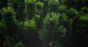 maiores árvores do mundo