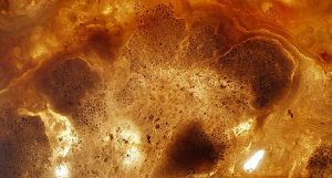 ser vivo multicelular