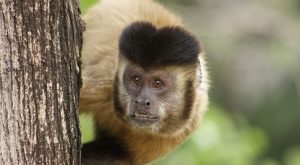 macacos assassinados