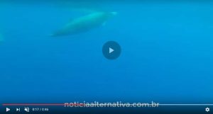 baleia mais raras do mundo