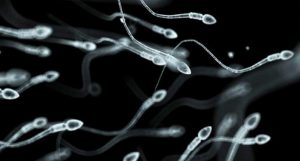 Esperma doado