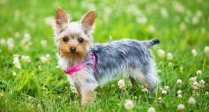 Contato de bebês com animais de estimação