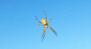 aranha comendo cobra