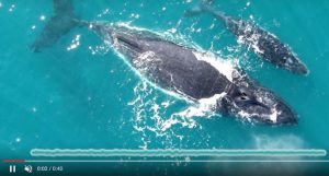 filhotes de baleias jubarte