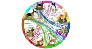 Árvore genealógica de cachorro