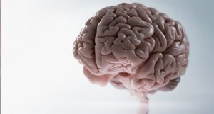 cerebro masculino e feminino