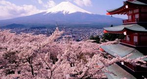 cerejeiras florescendo