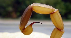 Ataque de escorpião