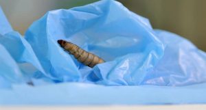 lagartas que comem plástico